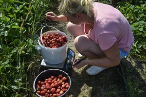Braškių pardavėjus tikrins inspektoriai: išaiškino, kokiomis uogomis prekiauti draudžiama
