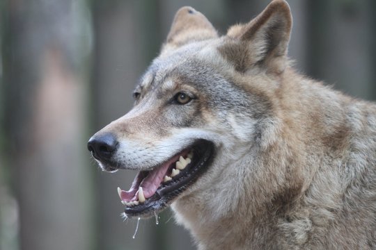 Džiaugsminga akimirka Meksiko zoologijos sode: pasitinkami vilkų jaunikliai