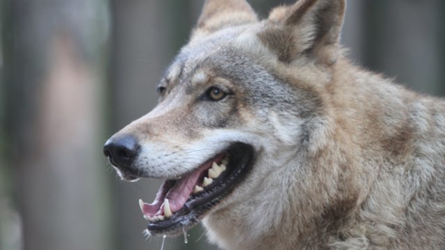 Džiaugsminga akimirka Meksiko zoologijos sode: pasitinkami vilkų jaunikliai