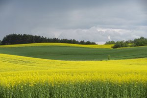 Kokio derliaus sulauksime šiemet: ūkininkai ir analitikai tikisi didesnio nei vidutinis
