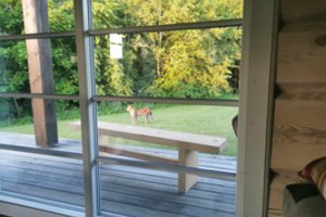 Lietuvoje užfiksuotas itin retas plėšrūnas: atėjo į privatų kiemą