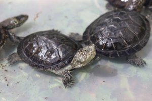 Reti baliniai vėžliai greitu metu sugrįš į gimtąsias Dzūkijos balas