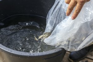 Į Nerį paleista tūkstančiai ypač retų žuvų - ūsorių