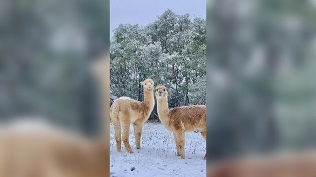 Australijoje užfiksuotas netikėtas vaizdelis: alpakos birželio mėnesį mėgaujasi sniegu 