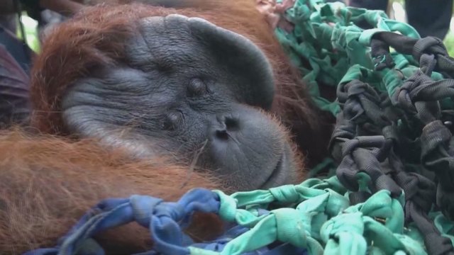 Pamatykite: nykstančios rūšies orangutango jauniklis paleidžiamas į laisvę