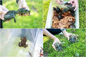 Neįtikėtina kelionė prasidėjo: į Dzūkiją iš Kauno iškeliavo baliniai vėžliukai ir raudonpilvės kūmutės