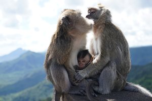 Apkabinimo magija: pasirodo, šis elgesys svarbus ir gyvūnams