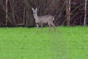 Nurodė konkrečias valandas, kada didžiausia rizika susidurti su laukiniais gyvūnais: įspėja ir apie vilkų aktyvumą