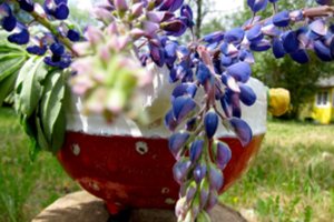 Lubinų žydėjimo metas: aplinkosaugininkai ragina jų skinti kuo daugiau