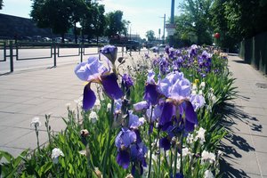 Pirmieji Kaune susivienijo ir žiedais išpuošė ne tik gėlynų, bet ir žmonių širdis 