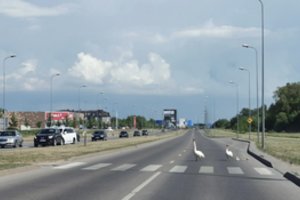 Eismą sustabdė gulbių šeimyna – neskubėdama kirto keturių eismo juostų kelią