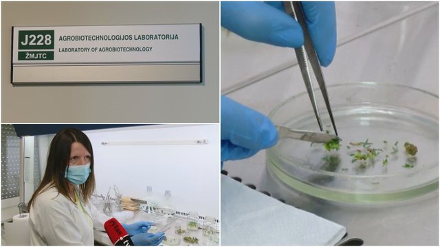 VDU laboratorijose – ateities augalai: mokslininkai kuria ligoms atsparesnius želdinius