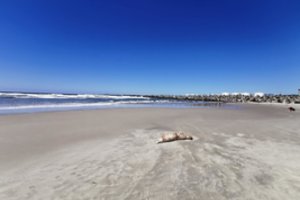 Iš toli pasirodė, kad pajūryje kaitinasi ruonis, tačiau priėję arčiau sustingo