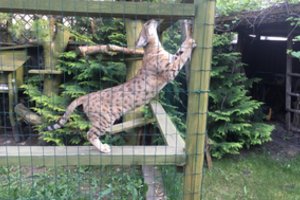 Kaune rasta 14 kačių hibridų ir laukinių kačių, jiems bus atlikti genetiniai tyrimai