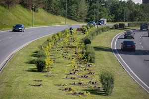 Po sodinimo fiasko sostinės Geležinio Vilko g. neprigijusias pušeles pakeitė nauji augalai: tikisi, kad šįkart bus kitaip