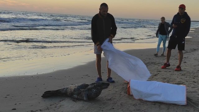 Palangos paplūdimyje rastas sužeistas ruonis: gelbėjimo misija baigėsi liūdnai