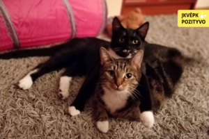 Du katinėlius nuo liūdno likimo išgelbėjusi pora: „Šančių „balkoninių“ veislė ne ką blogesnė už kitas“