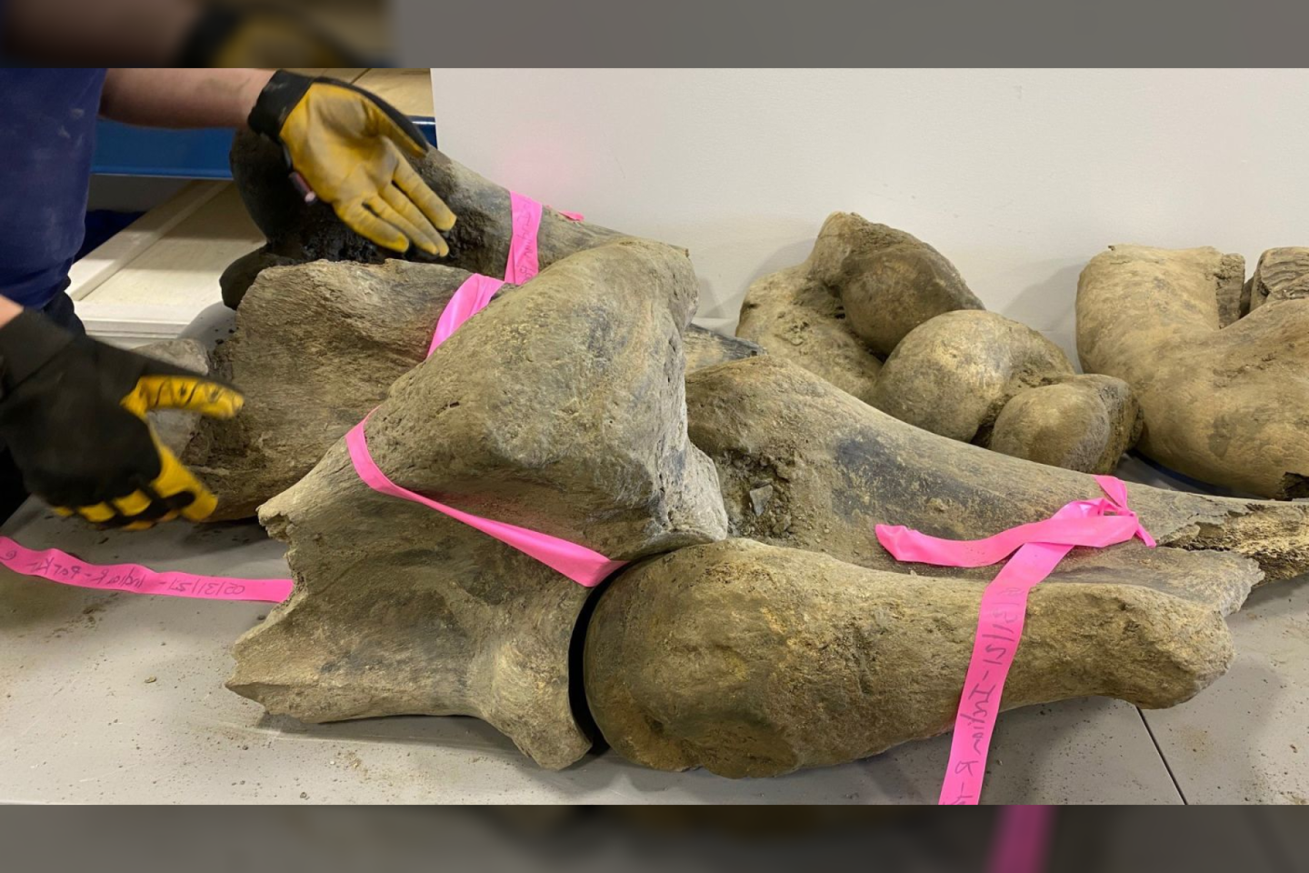  Vienoje Jukono (Kanada) aukso kasykloje, esančioje netoli Doson Sičio miesto, aukso ieškotojai atrado tris dalinius gauruotųjų mamutų griaučius – galbūt gyvūnai net priklausė vienai šeimai.<br> Jukono institucijų nuotr.