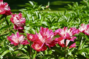 VDU Botanikos sode jau pražydo bijūnai: suskubkite pamatyti