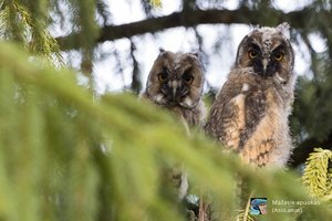 Atkakliausiems Pamario krašto lankytojams žada ir dovanas – reikės tik stebėti paukščius