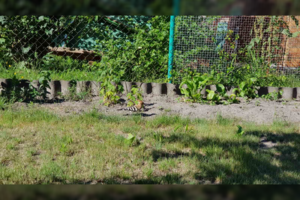 Klaipėdietės sode – lankytojas iš Raudonosios knygos: tokių Lietuvoje vos keli šimtai