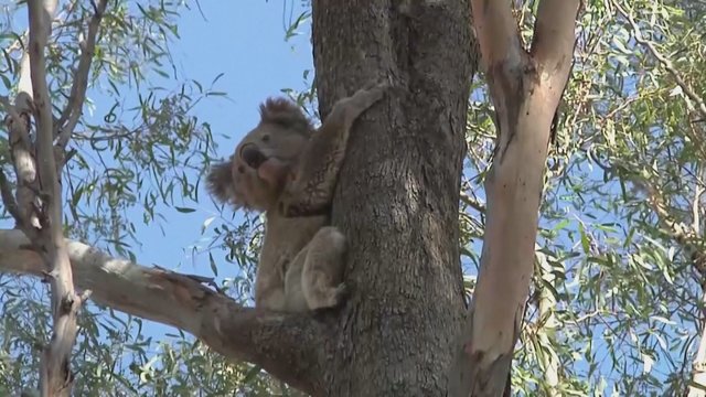 Australija svarsto galimybę įtraukti šalies rytinės pakrantės koalas į nykstančiųjų sąrašą