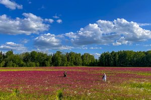 Panevėžio rajone – purpurinė jūra: akį traukia iš tolo 