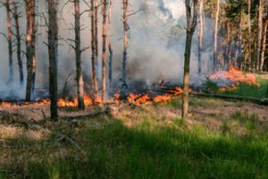 Rygos pakraštyje kilęs miško gaisras lokalizuotas, nukentėjo du ugniagesiai