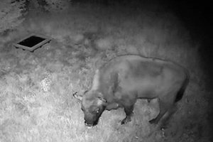 Vilkaviškio rajone – raguotas svečias: medžiotojo kamera tokį užfiksavo pirmą kartą