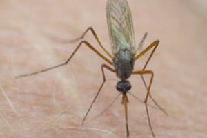 Kaip apsisaugoti nuo alerginių reakcijų įgėlus vabzdžiams