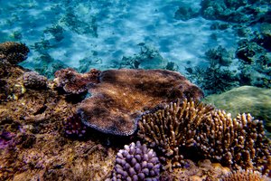 Australija nepritaria UNESCO sprendimui dėl Didžiojo barjerinio rifo statuso: sprendimą ginčys