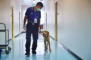 Į greitosios pagalbos automobilį neįleistas šuo, kuriame buvo šeimininkė, bėgo paskui iki pat ligoninės