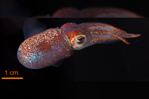 NASA tyrimams į kosmosą nusiuntė dešimtis kalmarų