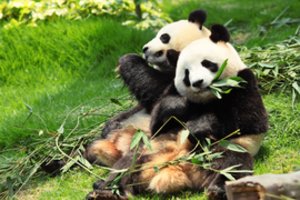 Dvigubas džiaugsmas: Tokijuje panda atsivedė du jauniklius