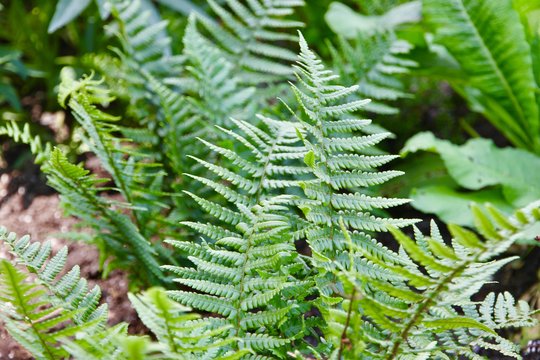 Joninių nakties augalas: ką žinote apie paparčius?