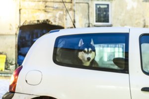 Į Lietuvą bando nelegaliai įvežti augintinius iš Rusijos ir Serbijos: įspėja – jie gali būti nugaišinami