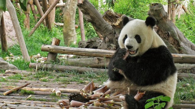 Tokijaus zoologijos sode ypatinga diena: panda atsivedė du jauniklius