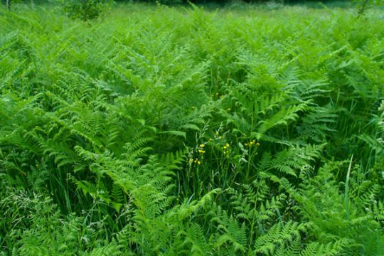 Joninių simbolis papartis: jų Lietuvoje turime tris skirtingus