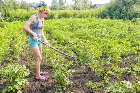 Kaime sumokėjo kaimynams, kad nuravėtų daržą – tokiu sandoriu džiaugėsi neilgai