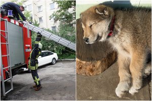 Kaune šuo iškrėtė pokštą į lauką trumpam išėjusiam šeimininkui: užtrenkė duris, teko kviesti ugniagesius