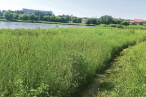 Neryje norintys išsimaudyti kauniečiai priversti bristi per nešienautą pievą