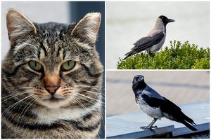 Vilnietė nebežino, ką daryti: varnos puola ir ją, ir jos katiną