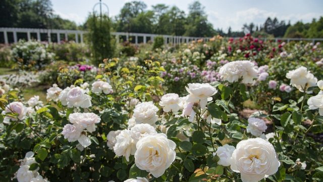 VDU botanikos sode pražydo įspūdinga rožių kolekcija: net šaltas pavasaris nepakišo kojos