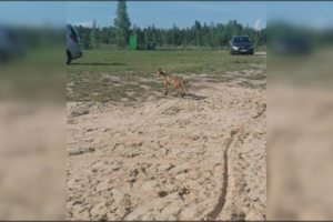 Poilsiautojus glumina drąsuolė lapė: prie žmonių prieina vis dažniau