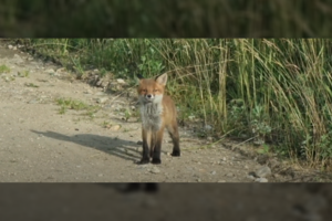 Užfiksavo drąsuolį lapiuką: mažylis nesibaimina ir papozuoti