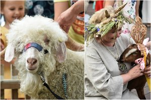 Panevėžio rajone karūnuota gražiausia Lietuvos ožka Ferinta