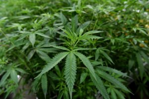 Meksikos Aukščiausiasis Teismas dekriminalizavo marihuanos vartojimą rekreaciniais tikslais