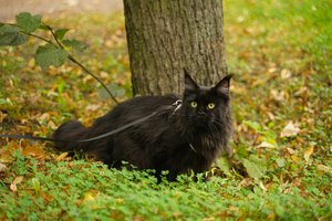 Į bėdą patekusio augintinio šeimininkė šaukėsi ugniagesių pagalbos