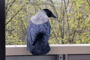 Dar vienas varnų protingumo įrodymas: pasirodo, sugeba suprasti nulio sąvoką