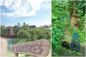 Sodininkai grasina išnuodyti kates: gyvūnų gynėjai pakraupę, o policija įspėja, kas gresia